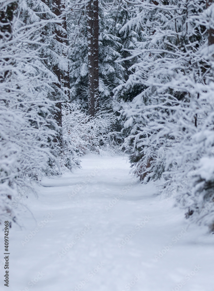 Fototapeta premium Beautiful winter forest. Snow-covered path in the forest