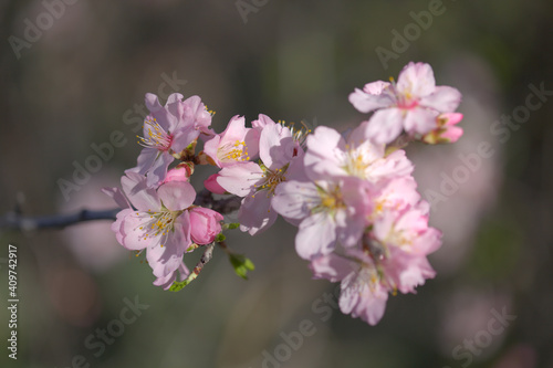 Horticulture of Gran Canaria - almond trees blooming in Tejeda in January, macro floral background 