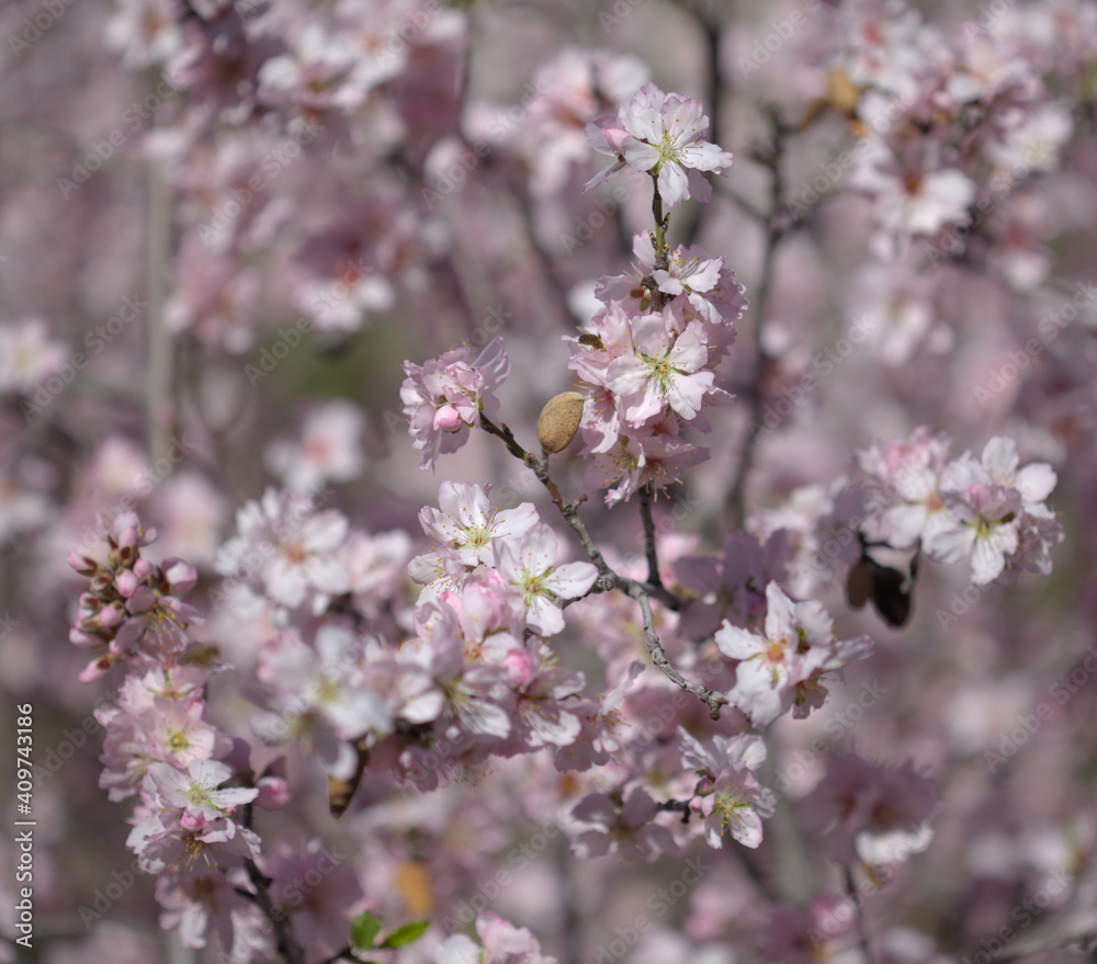 Horticulture of Gran Canaria - almond trees blooming in Tejeda in January, macro floral background Horticulture of Gran Canaria - almond trees blooming in Tejeda in January, macro floral background