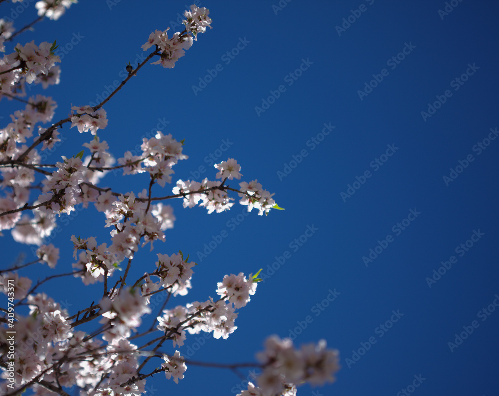 Horticulture of Gran Canaria - almond trees blooming in Tejeda in January, macro floral background Horticulture of Gran Canaria - almond trees blooming in Tejeda in January, macro floral background