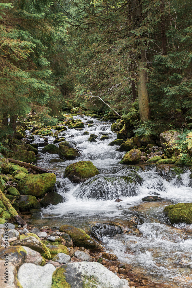 Forest stream In Tatra Mountains