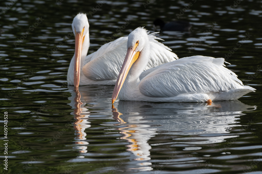 Pair of White Pelicans have beaks turned toward each other with reflection showing in pond water while swimming to the left. Pair of White Pelicans have beaks turned toward each other with reflection showing in pond water while swimming to the left.