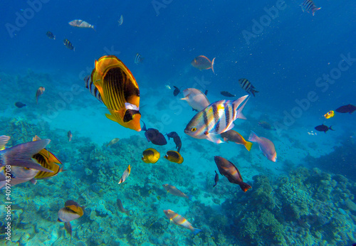  living reef with incredibly beautiful corals and fish in the Red Sea in Sharm El Sheikh © serhii