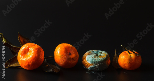 фотографія Four spoiled tangerines, with varying degrees of rot and mold on a black backgro