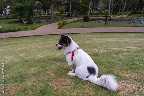 Fototapet Japanese Spaniel dog sitting on grass lawn at the park