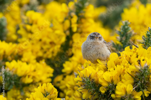 The Grass wren (Cistothorus platensis) photo