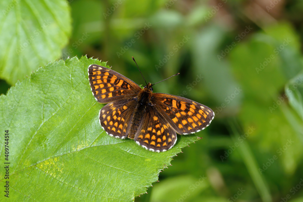 A Heath Fritillary Butterfly basking on green leaves. A Heath Fritillary Butterfly basking on green leaves.