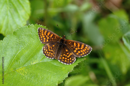 A Heath Fritillary Butterfly basking on green leaves. © Gary
