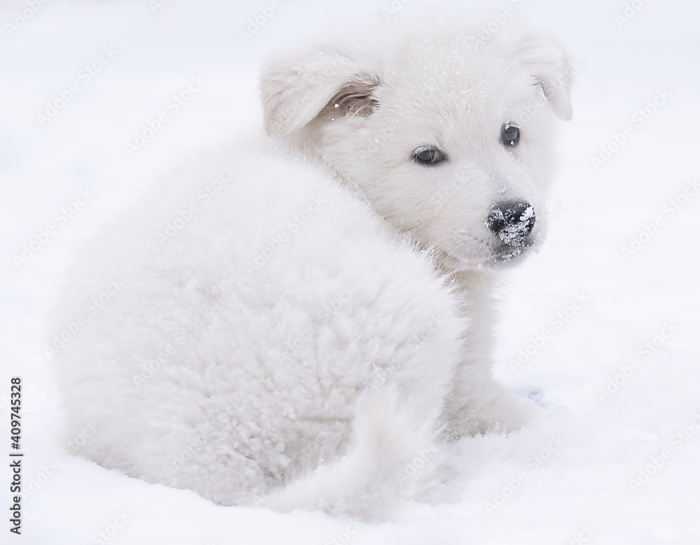 white swiss shepherd dog puppies lying on the snow