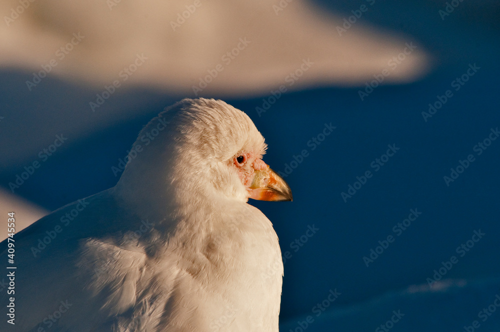 Chionis alba