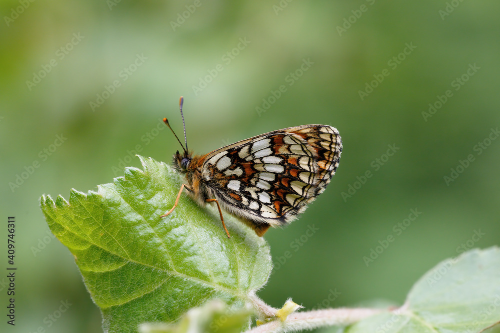 Fototapeta premium A Heath Fritillary Butterfly basking on green leaves.