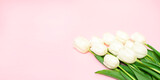 Bouquet of white blooming tulips on a pink banner background