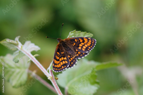 A Heath Fritillary Butterfly basking on green leaves.
