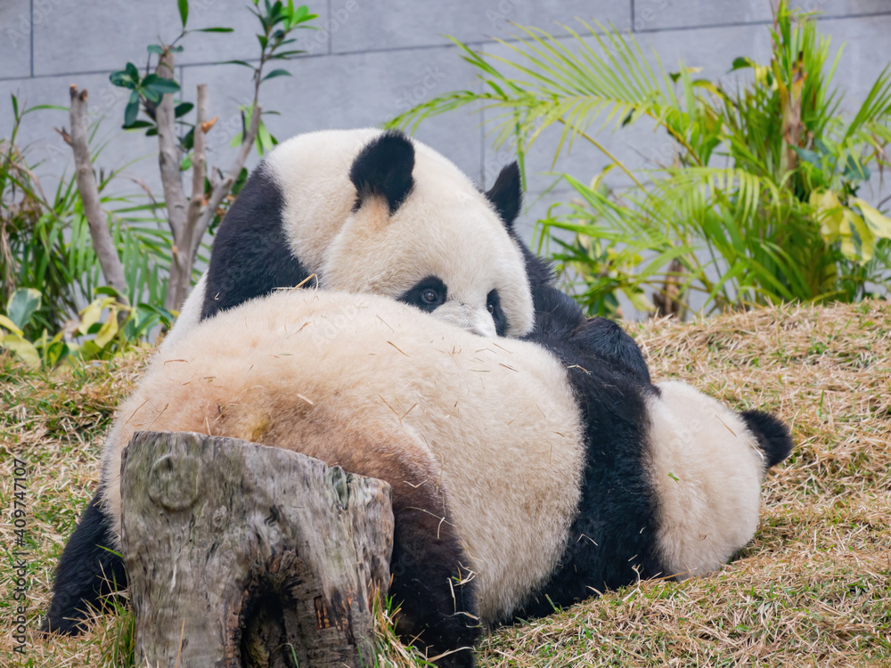 Close up shot of the giant panda Close up shot of the giant panda