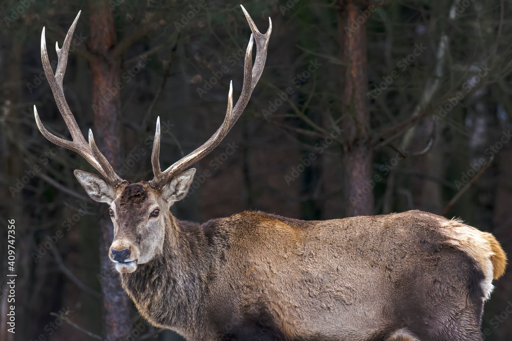 Big deer in the forest Big deer in the forest