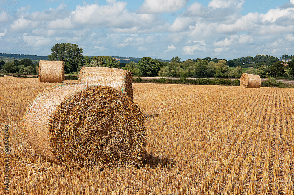 Fototapeta premium Straw bales in a summertime field