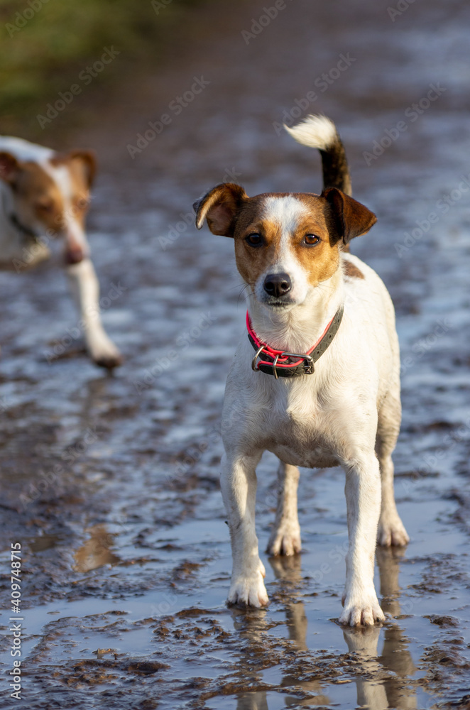 Jack Russell Terrier dog on wet muddy ground