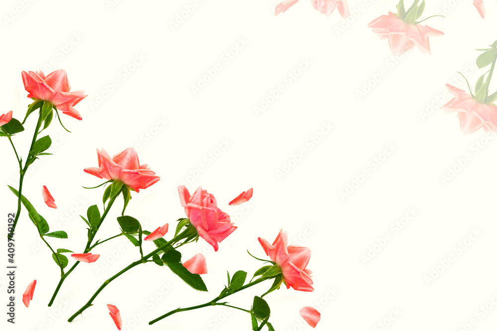 Obraz premium Flower bud roses on a white background