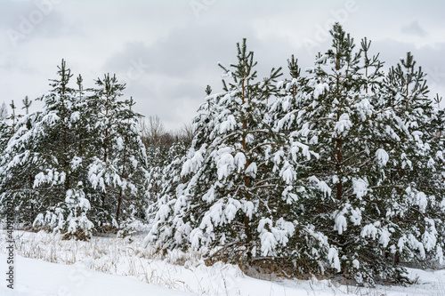 Wallpaper Mural Dramatic winter landscape with spruce forest cowered with snow in cold frozen mountains. Gloomy overcast winter day in coniferous forest Torontodigital.ca