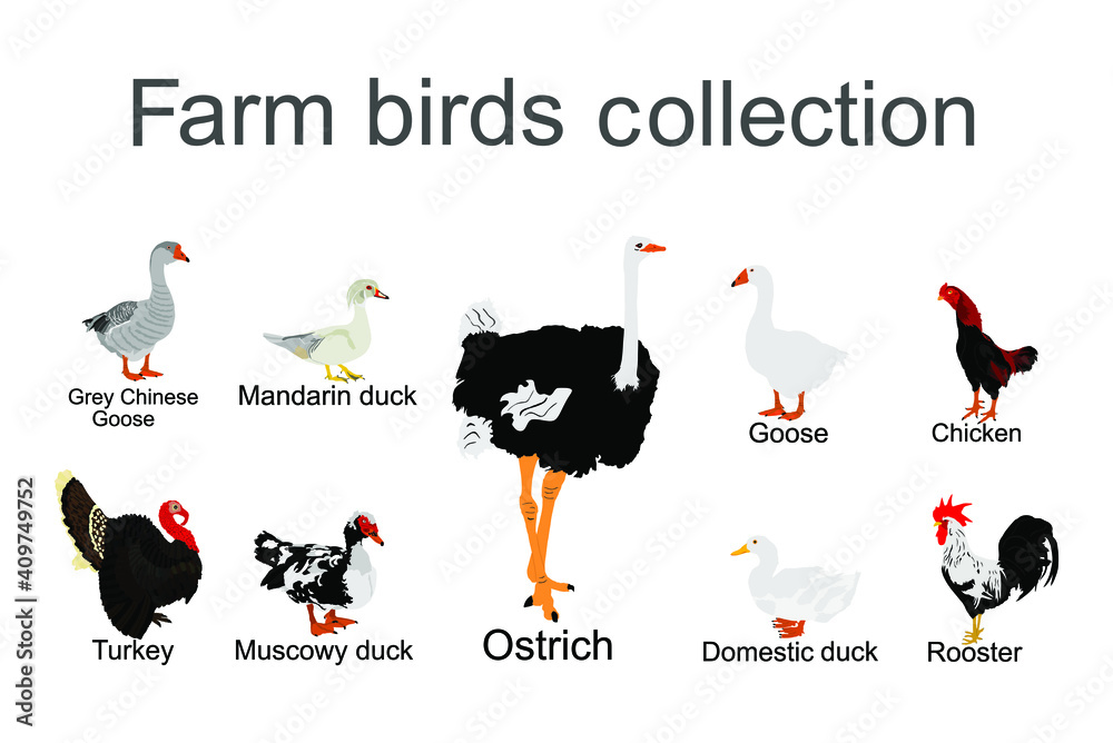 Farm fowl birds vector illustration isolated on white background. Domestic poultry Turkey