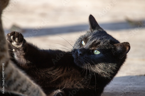 A black cat defending itself in a fight lying on its back with its paws outstretched.