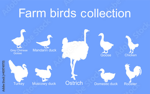 Farm fowl birds vector silhouette illustration isolated on blue background. Domestic poultry: Turkey, goose, rooster, chicken, duck, ostrich, Chinese goose vector. Ranch animals organic food.