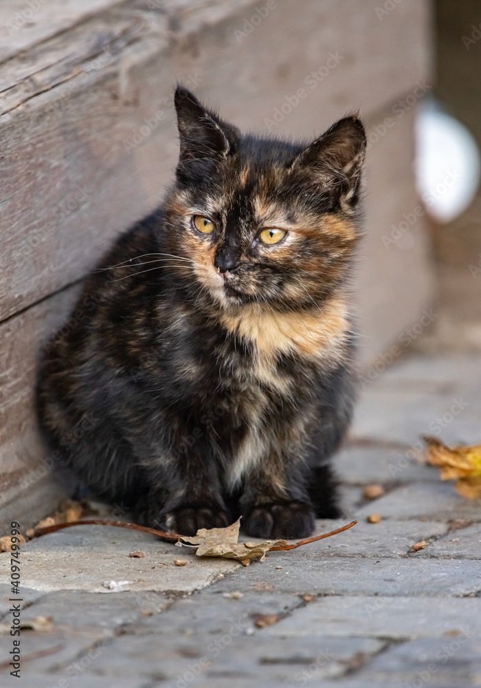 A cute, three-colored stray kitten sits on a sidewalk tile on a sunny autumn day outside.