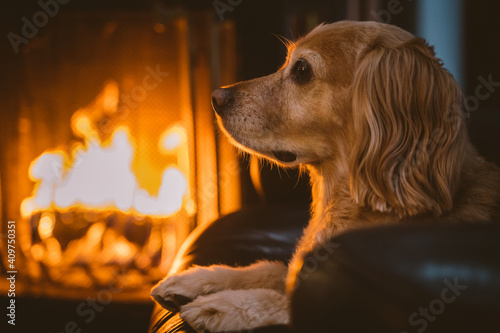 Canvas Print Dog by fireplace
