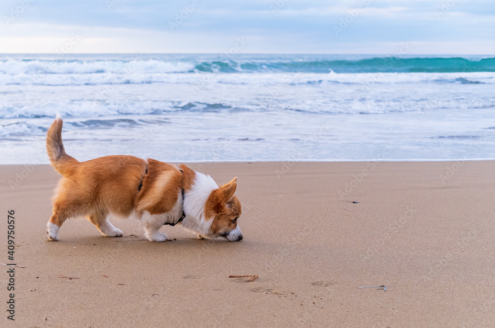 Corgi Pembroke puppy on sea coast. Dog beach and walking concept. World Pet Day. Concept image for veterinary clinics, sites about dogs Corgi Pembroke puppy on sea coast. Dog beach and walking concept. World Pet Day. Concept image for veterinary clinics, sites about dogs