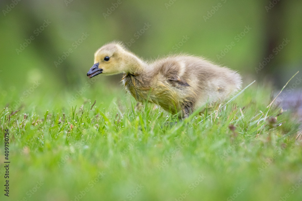 Gosling Gosling