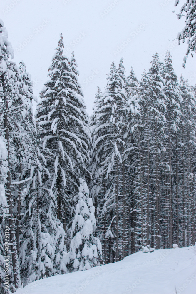 Fototapeta premium Coniferous forest in winter with a lot of snow. Snow in the woods. Snow on the trees.