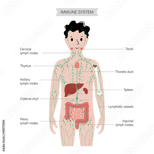 Lymphatic system in human body