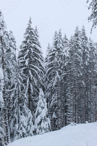 Coniferous forest in winter with a lot of snow. Snow in the woods. Snow on the trees.