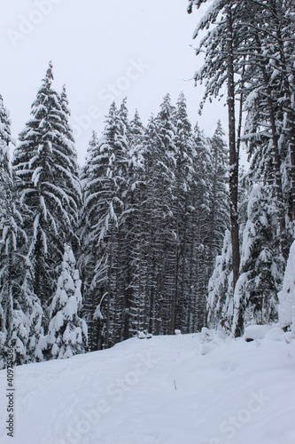 Coniferous forest in winter with a lot of snow. Snow in the woods. Snow on the trees.