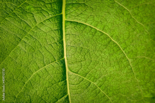 Green leaf texture. Green leaf texture background. Macro of a green leaf with veins.