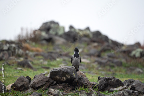 Hooded crow during winter in Bulgaria. The crow searching for food. Birds watching. 