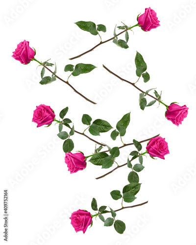 Falling pink rose isolated on white background  clipping path  full depth of field