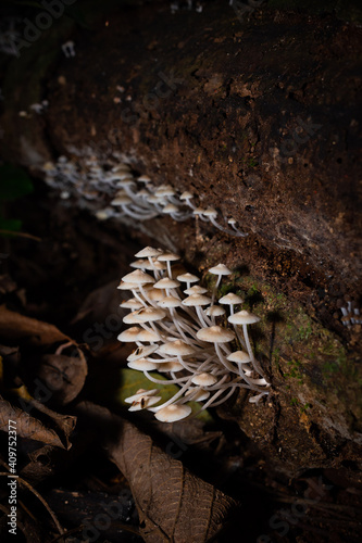 Fungus, Sunshine Coast Hinterland, Queensland, Australia