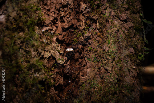 Frosty Bonnet Fungi - Mycena ascenders