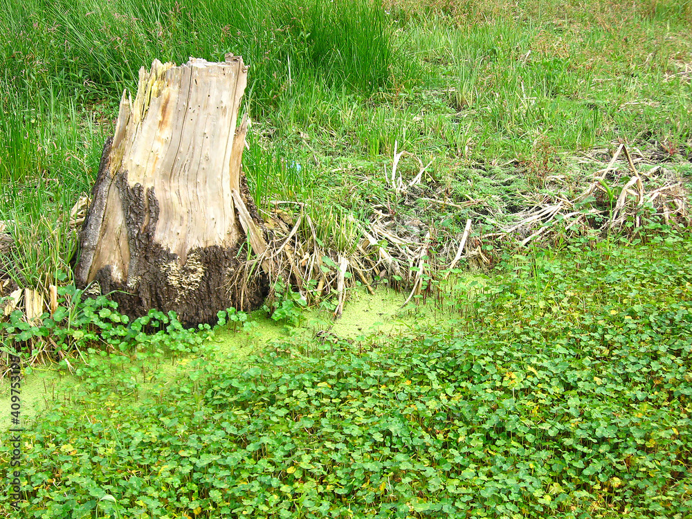 Natural forest with grass and trees landscape. Natural forest with grass and trees landscape.