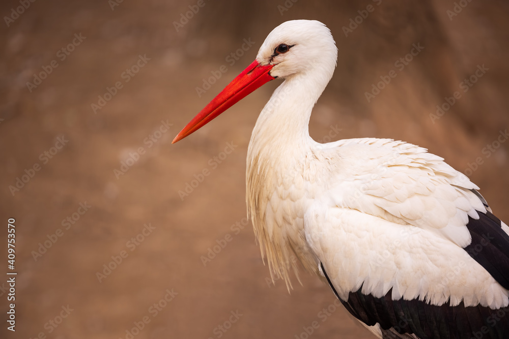 Fototapeta premium Stork in a zoo garden, animal park