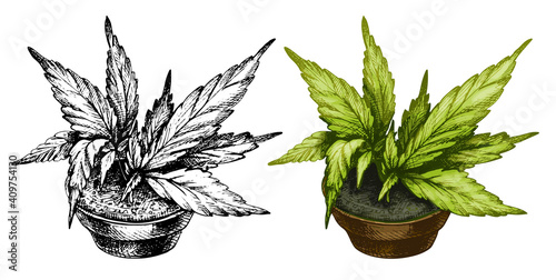 Marijuana plant with leaf in ceramic pot. Vector color vintage hatching
