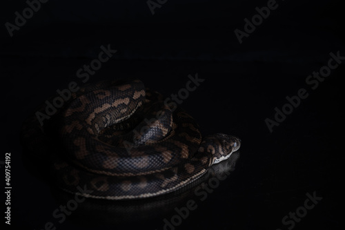 Carpet Python - Morelia Spilota