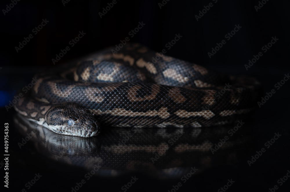 Carpet Python - Morelia Spilota Carpet Python - Morelia Spilota