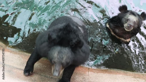 The black bear stand in a water and moves stereotypically with his paws on the wall. photo