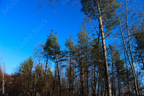 Trees in the woods. Randomly photographed trees in the forest in winter. photo