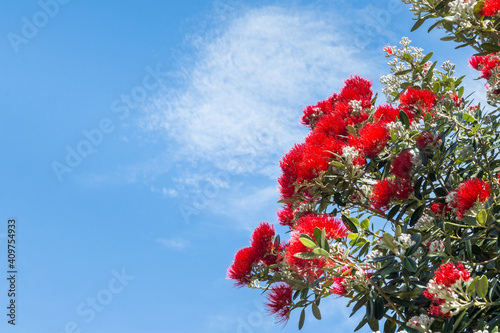Pohutukawa - New Zealand Christmas tree with bright red flowers in bloom against blue sky background © Patrik Stedrak