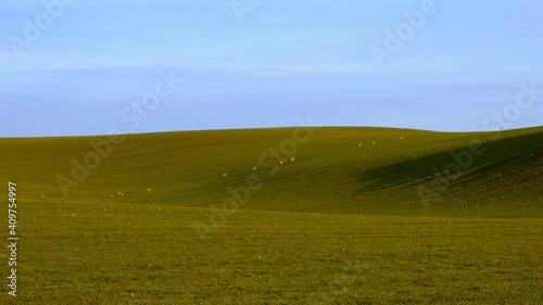 Roe Deer Family walks and eating in the middle of a field during the day.