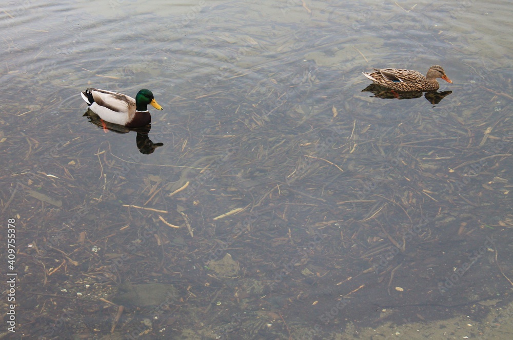 Pair of ducks swimming in shallow water Pair of ducks swimming in shallow water