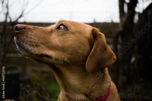 Wallpaper Mural Portrait of a well behaved Labrador retriever posing majestically Torontodigital.ca